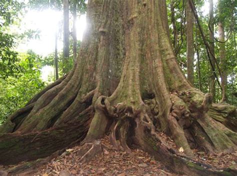 Luas wilayah malaysia sekitar 329,847.00 km2 dimana 0.36% terdiri atas perairan dan 328,657.00 km2 merupakan daratan. Pokok Ini Diiktiraf Sebagai Pokok Tertua Di Semenanjung ...