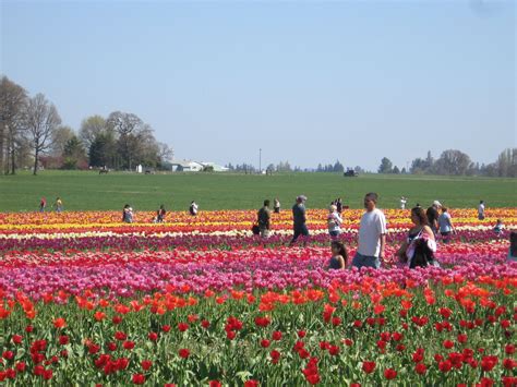 Tulip Festival In Oregon Places To Go Tulip Festival Dolores Park