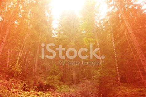 Sunny Forest Stock Photo Royalty Free Freeimages