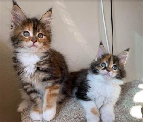 Microchip vaccination deworming health certificate don't hesitate to contact for details! Maine Coon Kittens Southern California