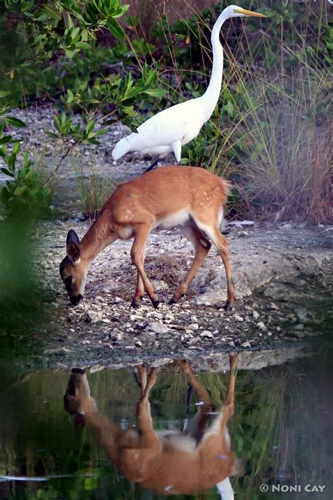 The Water Hole Noni Cay Photography