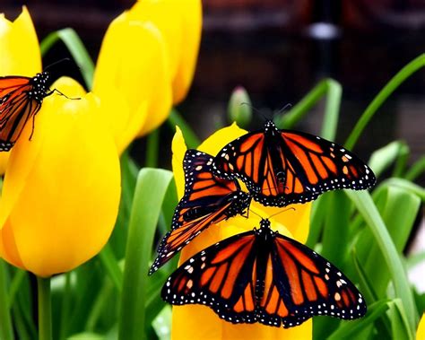 Бабочки на цветах обои для рабочего стола, картинки, фото, 1280x1024.