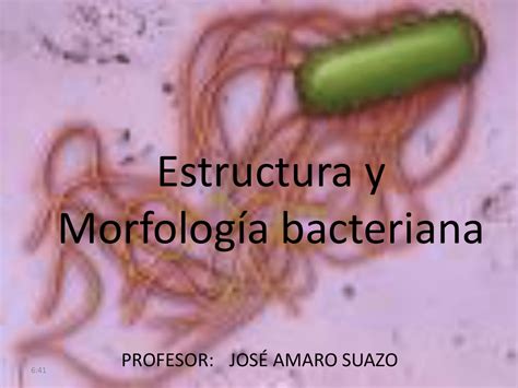 Estructura Bacteriana Y Sus Caracteristicas 2020 Idea E Inspiracion Images