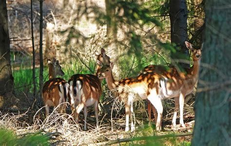 Dådyr Naturfotografer I Danmark