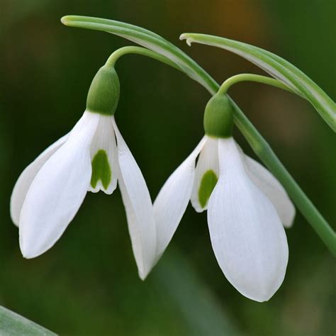 Buy Common Snowdrop Bulbs Galanthus Nivalis Delivery By Waitrose