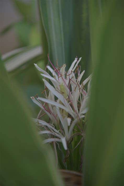 Crinum Asiaticum Bunga Bakung Yang Sudah Mekar Dan Menyembul Diantara