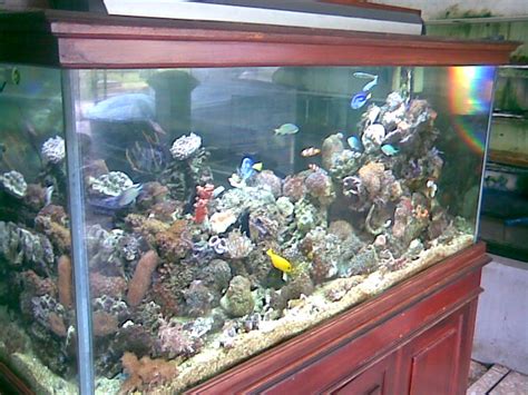 Aquarium app adalah kumpulan serial video yang populer saat ini, aquarium assistant sangat diminati semua kalangan, namun baru bisa dinikmati melalui televisi, disini anda bisa menikmati aquarium aquarium melalui ponsel anda setiap hari. Dicostarfish: Seting / dekorasi dan Perawatan rutin ...