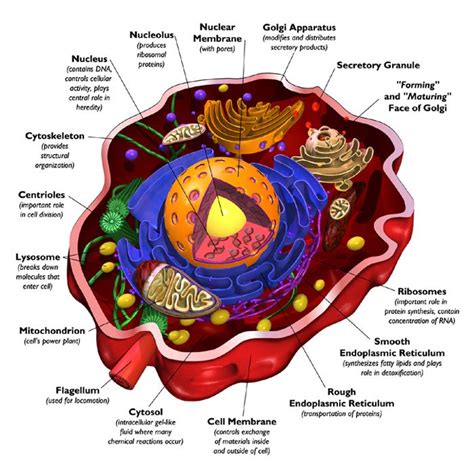 Structure Of Human Cell With Labels Images And Pictures Becuo