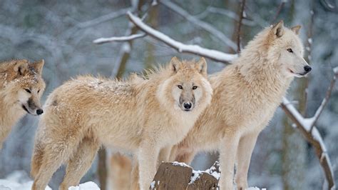 See more ideas about wolf images, wolf, wolf pictures. Arctic Wolf - Bing Wallpaper Download