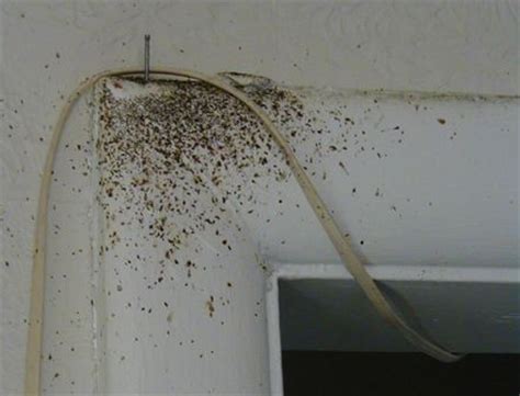 They need lots of moisture to survive, so habitats that support them need to be humid and provide access to sources of water. Cockroach Facts | Cockroach Killer | Cockroach Control