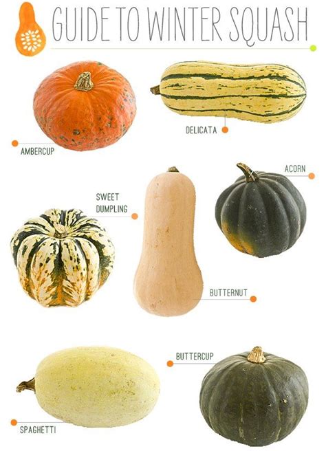 Types Of Squash Great For Fall Winter In The Classroom Squash Recipes Vegetable Recipes