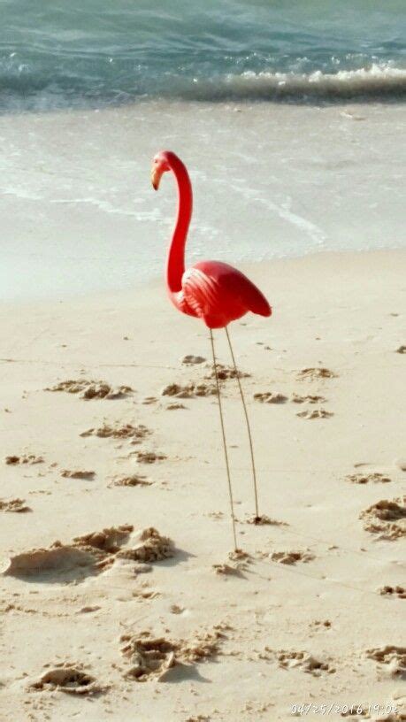 Flamingos Are The National Bird Of The Bahamas Bahamas Island Little