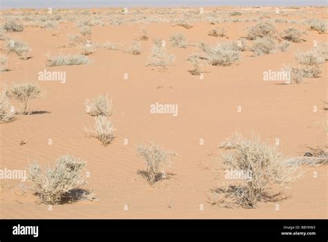 Desert Plants In Sahara Desert In Tunisia Stock Photo Alamy