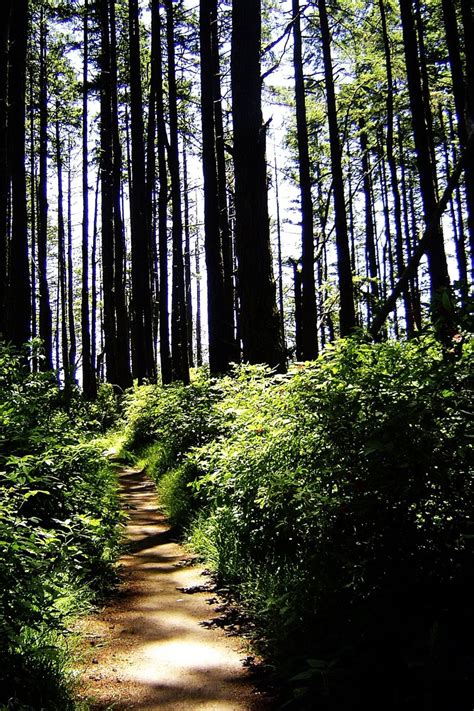 Trail Through The Forest Free Photo Download Freeimages
