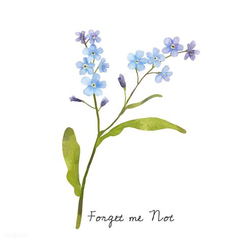 There are about 70 official species of this flower. Illustration of Forget me not flower isolated on white ...