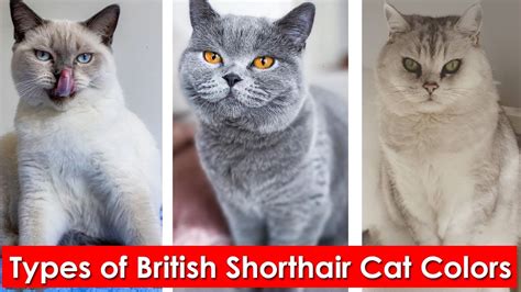 6 Types Of British Shorthair Cat Colors Different Colors Of The