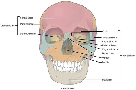 Cranial Bones Orbital Break Down Skeletal System Anatomy Facial