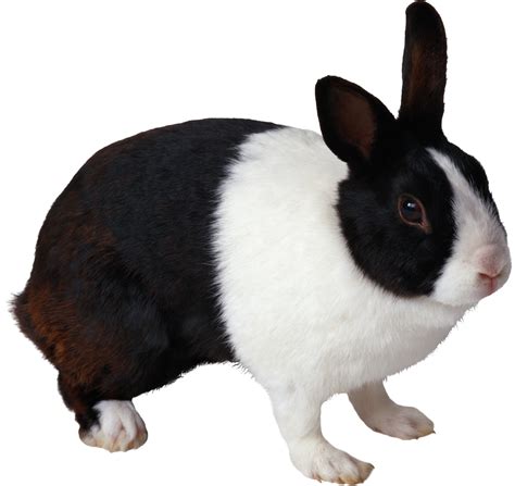 Rabbit PNG | Black and white rabbit, Rabbit png, Rabbit