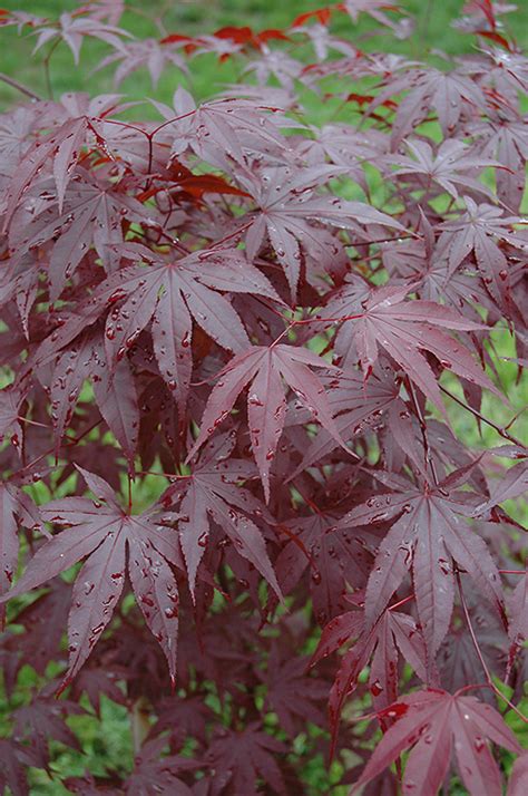 Irohamomiji, イロハモミジ, or momiji, 紅葉), is a species of woody plant native to japan, korea, china, eastern mongolia, and southeast russia. Emperor I Japanese Maple (Acer palmatum 'Emperor I') in ...