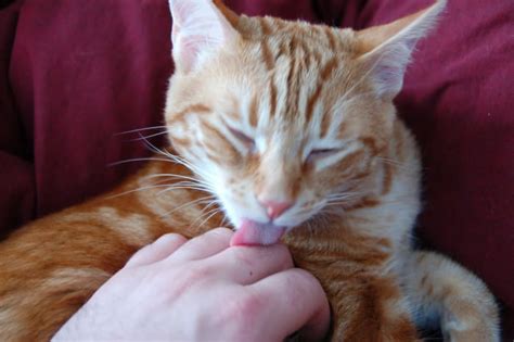 But what about our hair? 5 Reasons Why Cats Lick Their Owners - PetHelpful - By ...
