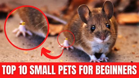 Small Pets For Beginners And Kids Top 10 Best Beginner Pets Cute
