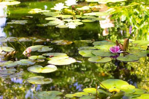 Closeup Shot Of Water Lilies In The Pond Stock Image Image Of Garden