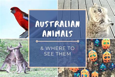 25 Amazing Native Australian Animals And Where To See Them