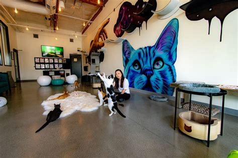 10 Cat Cafes In Major Cities That Also Adopt Out Cats
