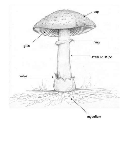 Labelled Diagram Of Mushroom Diagramwirings