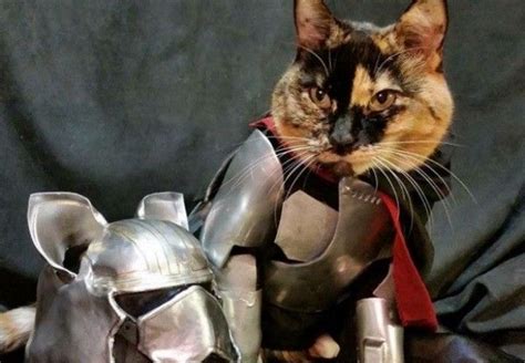 Ready For Battle Cat Armor Gwendolyn Christie Cat Cosplay Star Wars