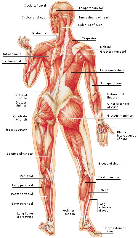 Muscle spasms in the upper back are painful, but don't make them worse with a lot of exercise. Medical Encyclopedia - Structure: The Body's Muscles ...