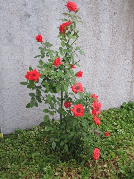 These indoor houseplant roses look lovely when first purchased but are difficult to keep indoors on a permanent basis. winter gardening - Miniature Rose Wintering - Gardening ...