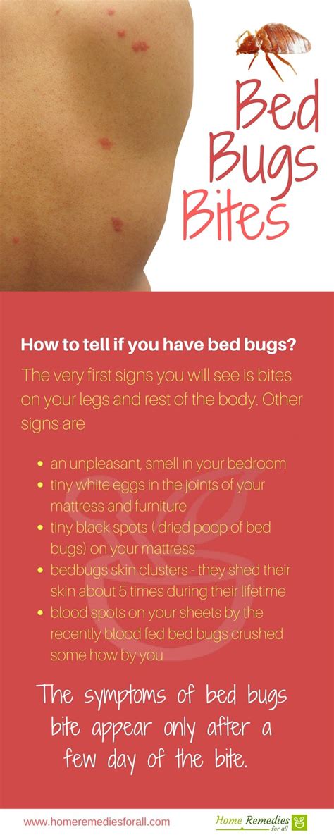 Bed Bug Bites On Black Skin