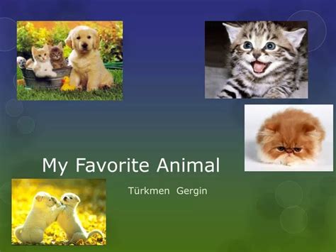 Ppt My Favorite Animal Powerpoint Presentation Id2024976