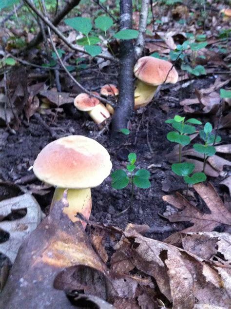Bicolor Boletes