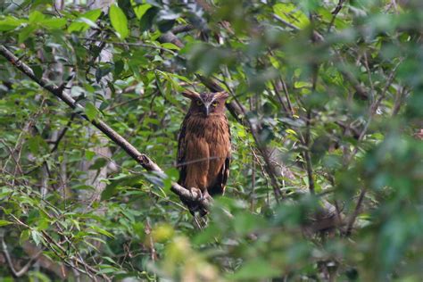 The sprawling archipelago is also home to a myriad of wildlife that will fascinate anyone. The Best of Indonesia's Wildlife: a tailor-made wildlife holiday.