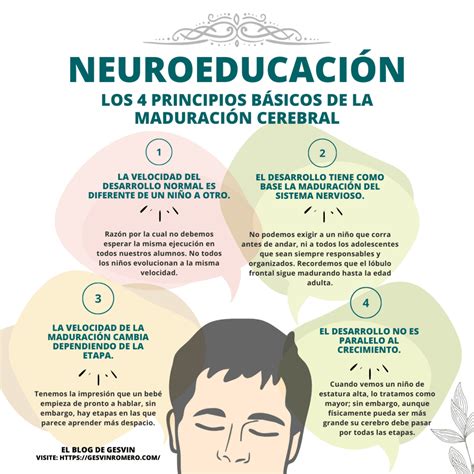 Neuroeducación Los 4 Principios Básicos De La Maduración Cerebral Y