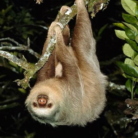 Ver más ideas sobre perezoso, oso perezoso, animales. Los perezosos. ~ Curiosidades y Mas