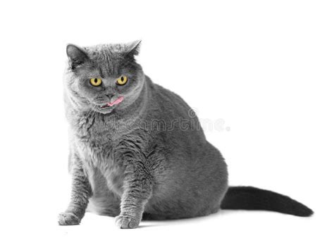 Fat British Shorthair Cat Sitting And Licking In Front Of White