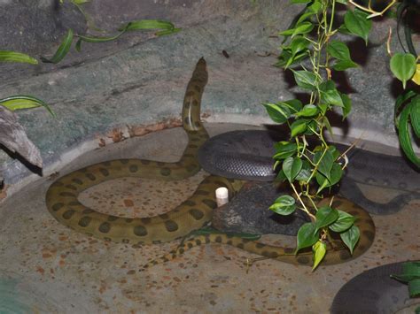 The Online Zoo Green Anaconda
