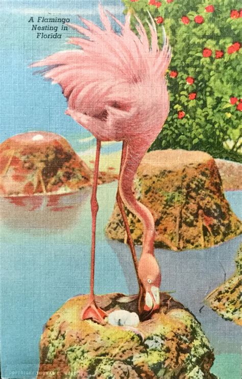 Vintage Florida Flamingo At Hialeah Park By Yesterdays Paper On