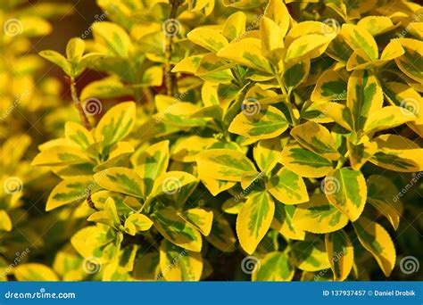 It Is A Very Decorative Shrub It Delights Its Yellow Green Leaves