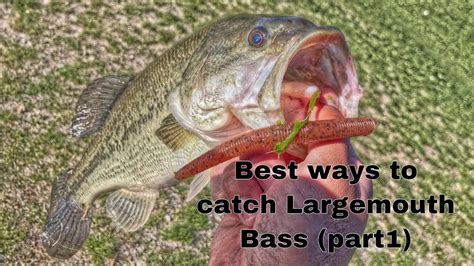 Best Ways To Catch Largemouth Bass Part 1 Youtube