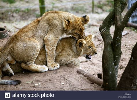 Lion Cubs Playing Seaview Game Lion South Africa Seaview