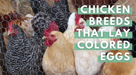 20 Chickens That Lay Colored Eggs Brownbluegreenpink