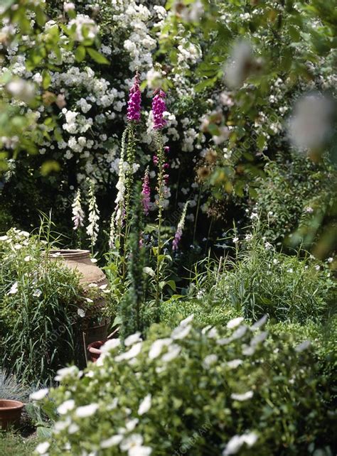 We did not find results for: Summer border - Stock Image - B878/0164 - Science Photo ...