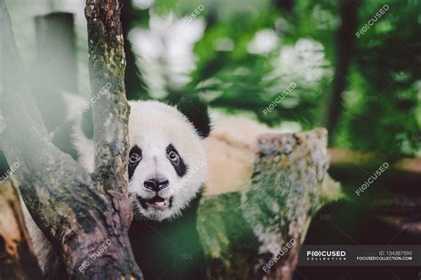 Baby Giant Panda — Animal Greens Stock Photo 134387590