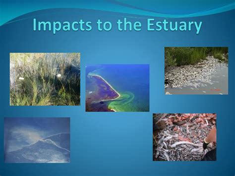 Ppt Impacts To The Estuary Powerpoint Presentation Free Download