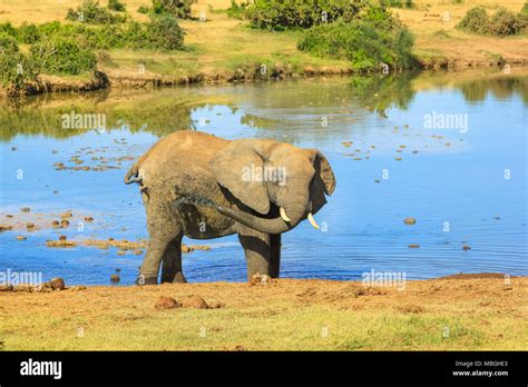 African Elephant Mud Shower Spraying Mud Over Its Body At Addo Elephant National Park In Summer