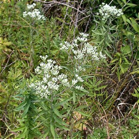 Magical, meaningful items you can't find anywhere else. Eupatorium altissimum